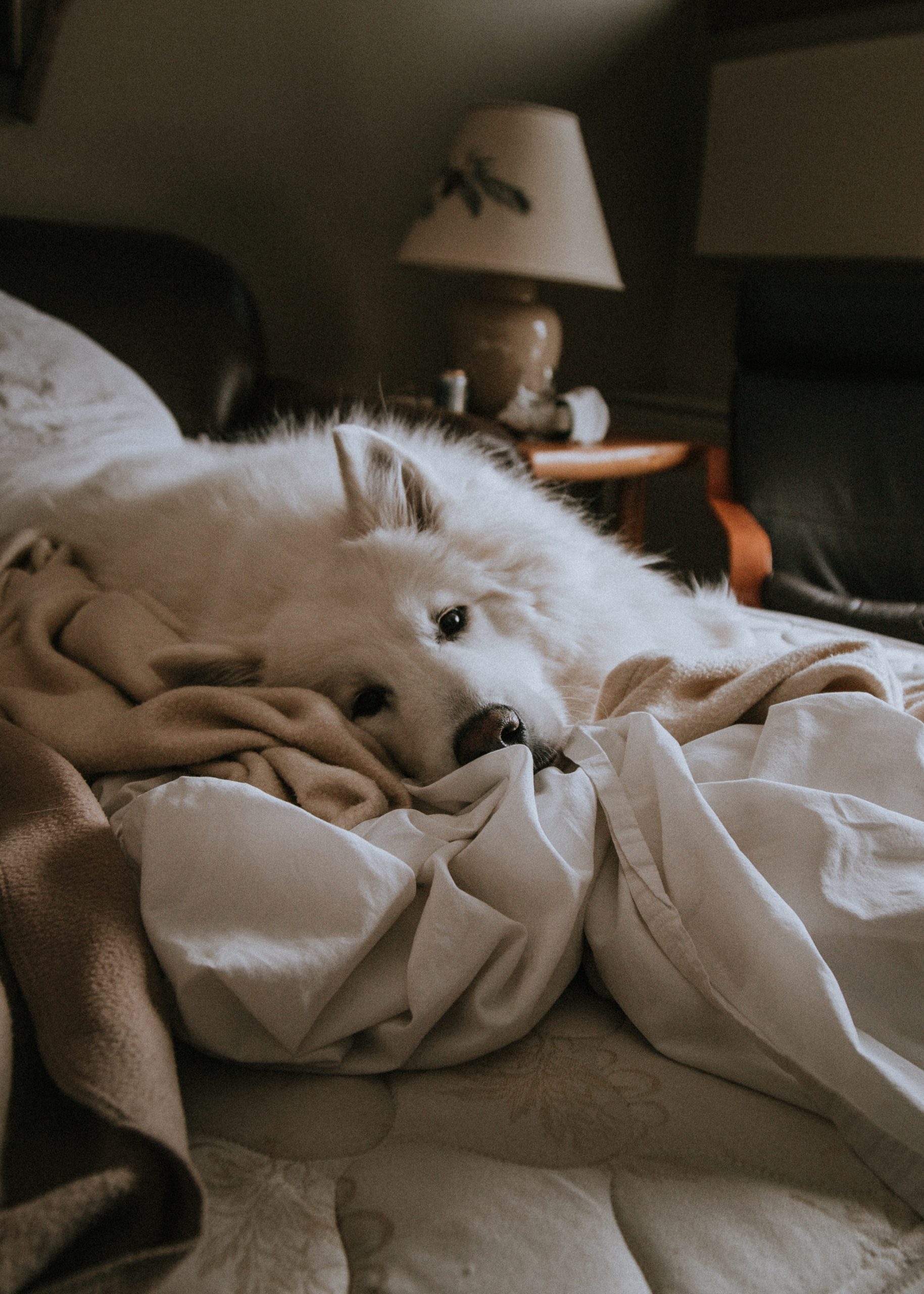 White furry pet dog lying on the crumpled sheets of a bed